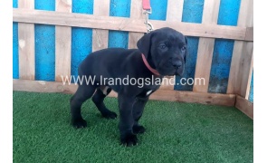 ---greatdane-107_1