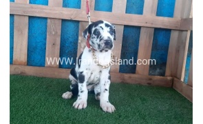 ---greatdane-108_10