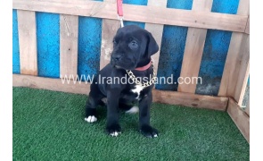 ---greatdane-109_6