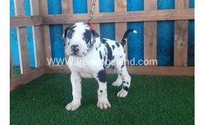 ---greatdane-110_6