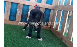 ---greatdane-111_8