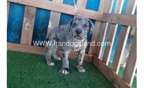 ---greatdane-112_6