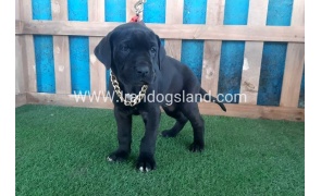 ---greatdane-113_4