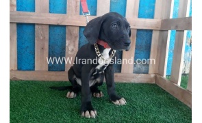 ---greatdane-114_12