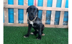 ---greatdane-115_11