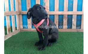 ---greatdane-116_11