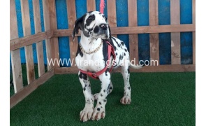 ---greatdane-117_4