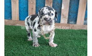 ---greatdane-118_7