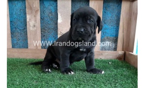 ---greatdane-119_11