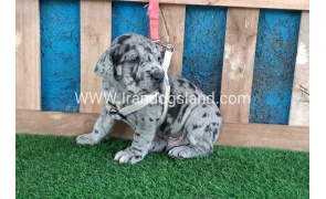---greatdane-120_4