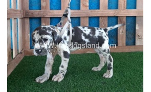 ---greatdane-126_11