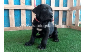 ---greatdane-127_7