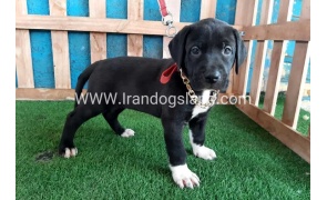 ---greatdane-128_3