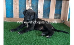 ---greatdane-129_5