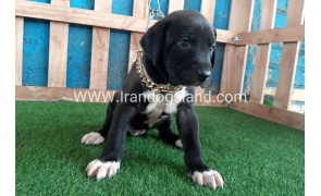 ---greatdane-131_5_859319181