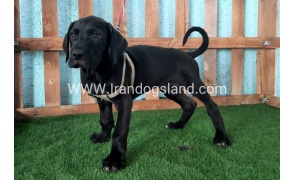---greatdane-132_6