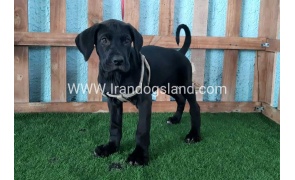 ---greatdane-132_9_449792525