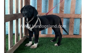 ---greatdane-133_12