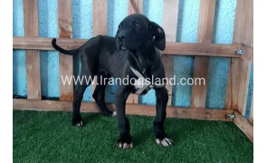 ---greatdane-134_3