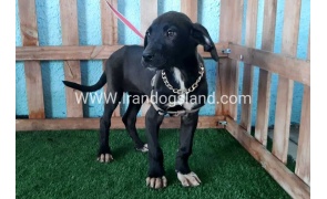 ---greatdane-135_5