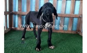 ---greatdane-136_5