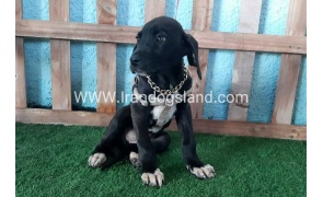 ---greatdane-137_3