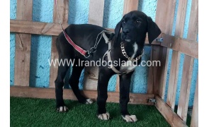 ---greatdane-138_4