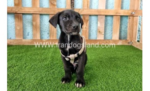 ---greatdane-139_1