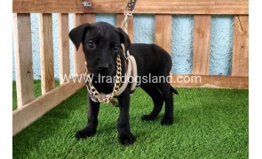 ---greatdane-140_3