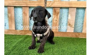 ---greatdane-141_3