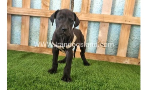 ---greatdane-150_4