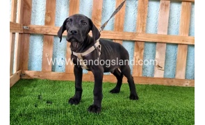 ---greatdane-151_9