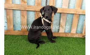 ---greatdane-152_2