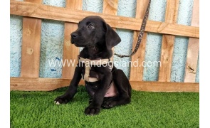 ---greatdane-153_1