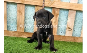 ---greatdane-154_4