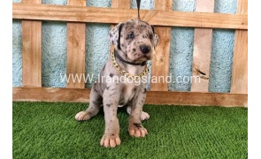 ---greatdane-158_11