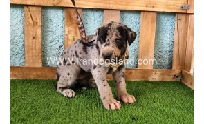 ---greatdane-160_1