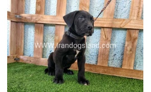 ---greatdane-161_2