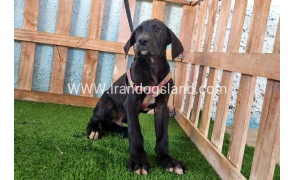 ---greatdane-165_6