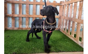 ---greatdane-166_7