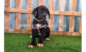 ---greatdane-167_1