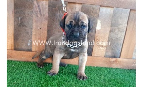 ---greatdane-65_11