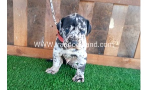 ---greatdane-66_7