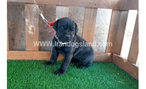 ---greatdane-67_6