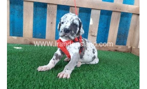 ---greatdane-92_1