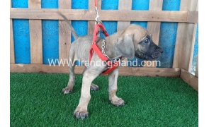---greatdane-96_5