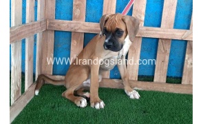 --boxer-18_1