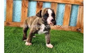 --boxer-19_2