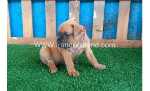 --boxer-3_10