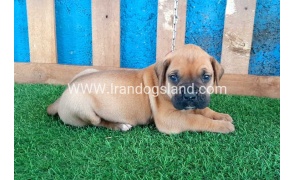 --boxer-4_3